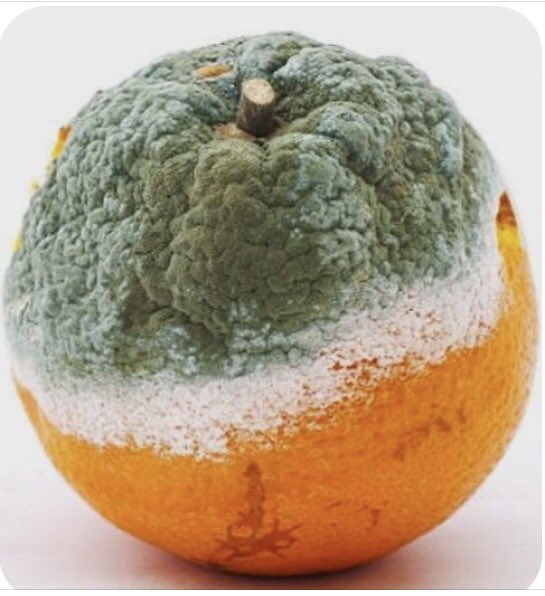 Fernando_Bezerra tweet media