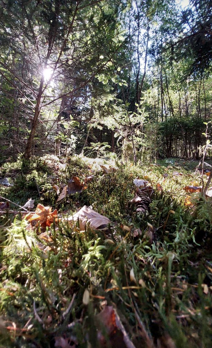 “It’s like… when you find a forgotten book, and you just know it holds a story you need to read.”

Brewed To Shadow: The Taste Of Magic

archiveofourown.org/works/81940876…

📸: <a href="/monschkep/">monschkep</a>