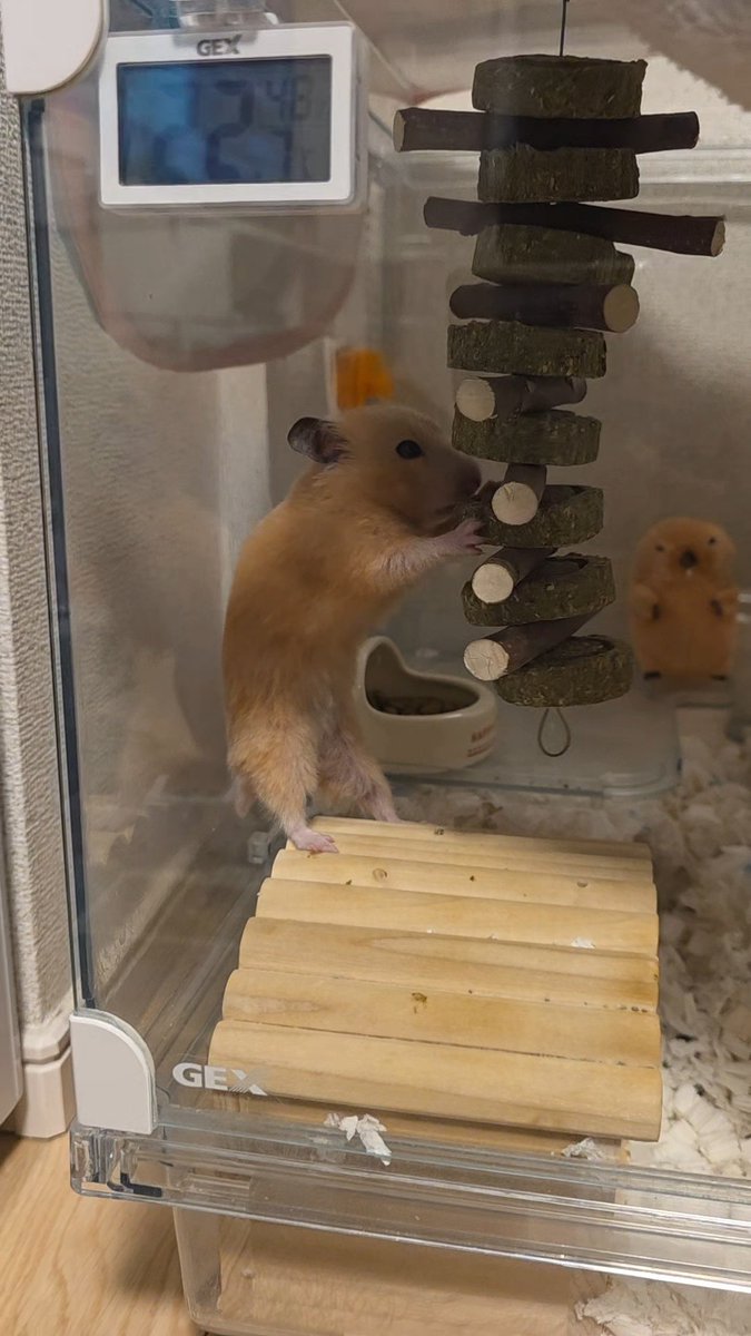 うにせんせ🧸🪄 tweet media