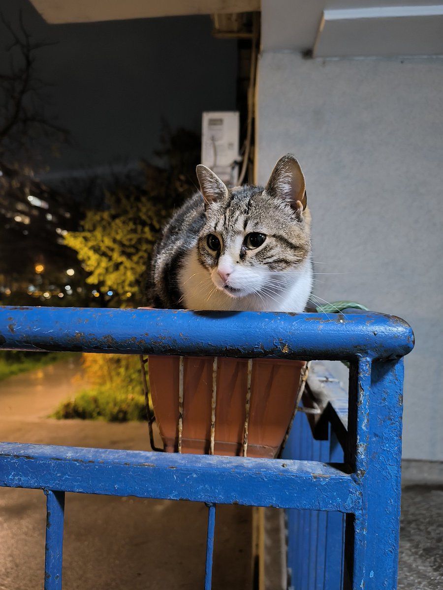 Marti Misterija tweet media