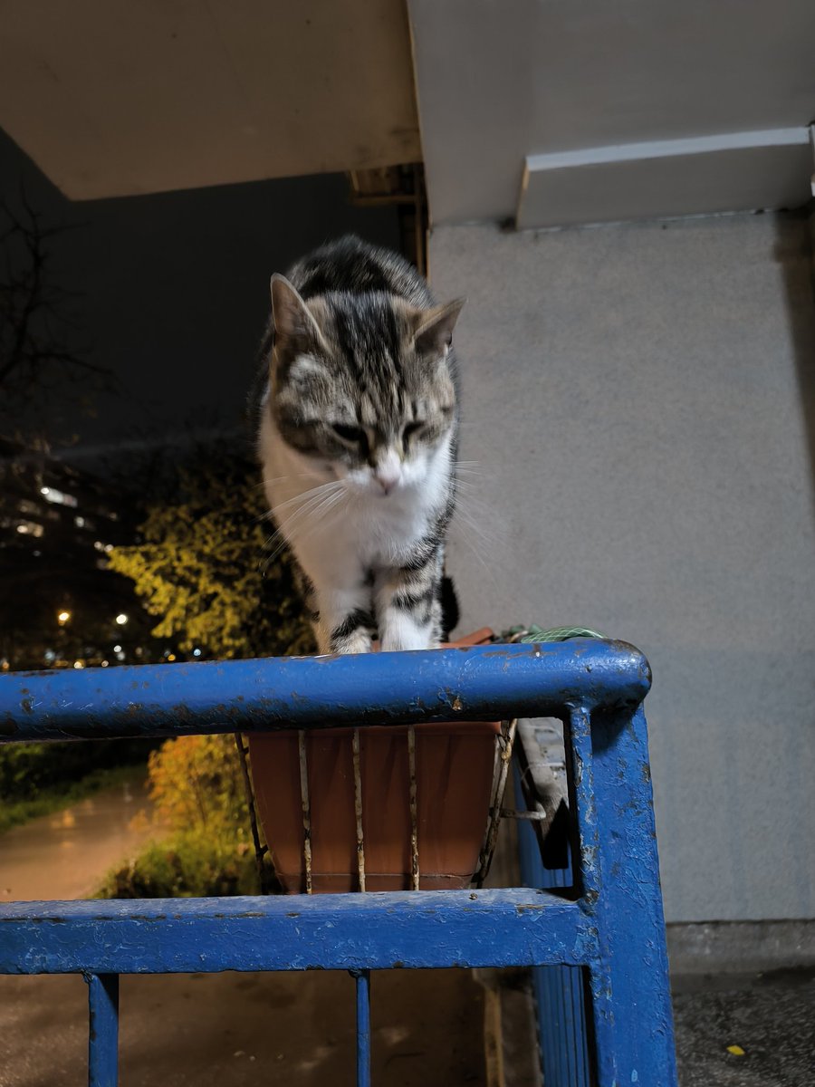 Marti Misterija tweet media