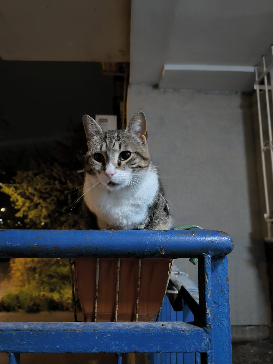 Marti Misterija tweet media