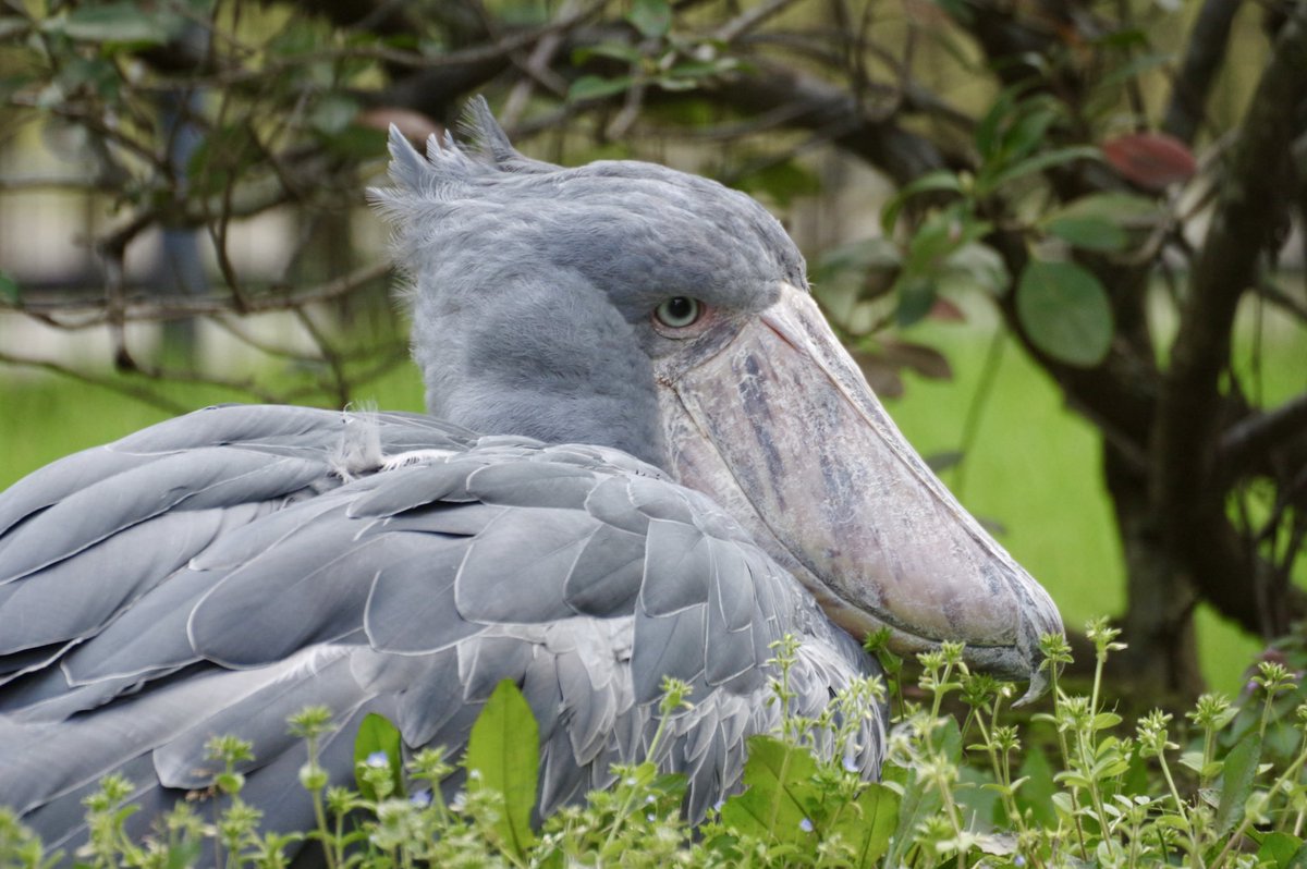 ZOOライダー tweet media