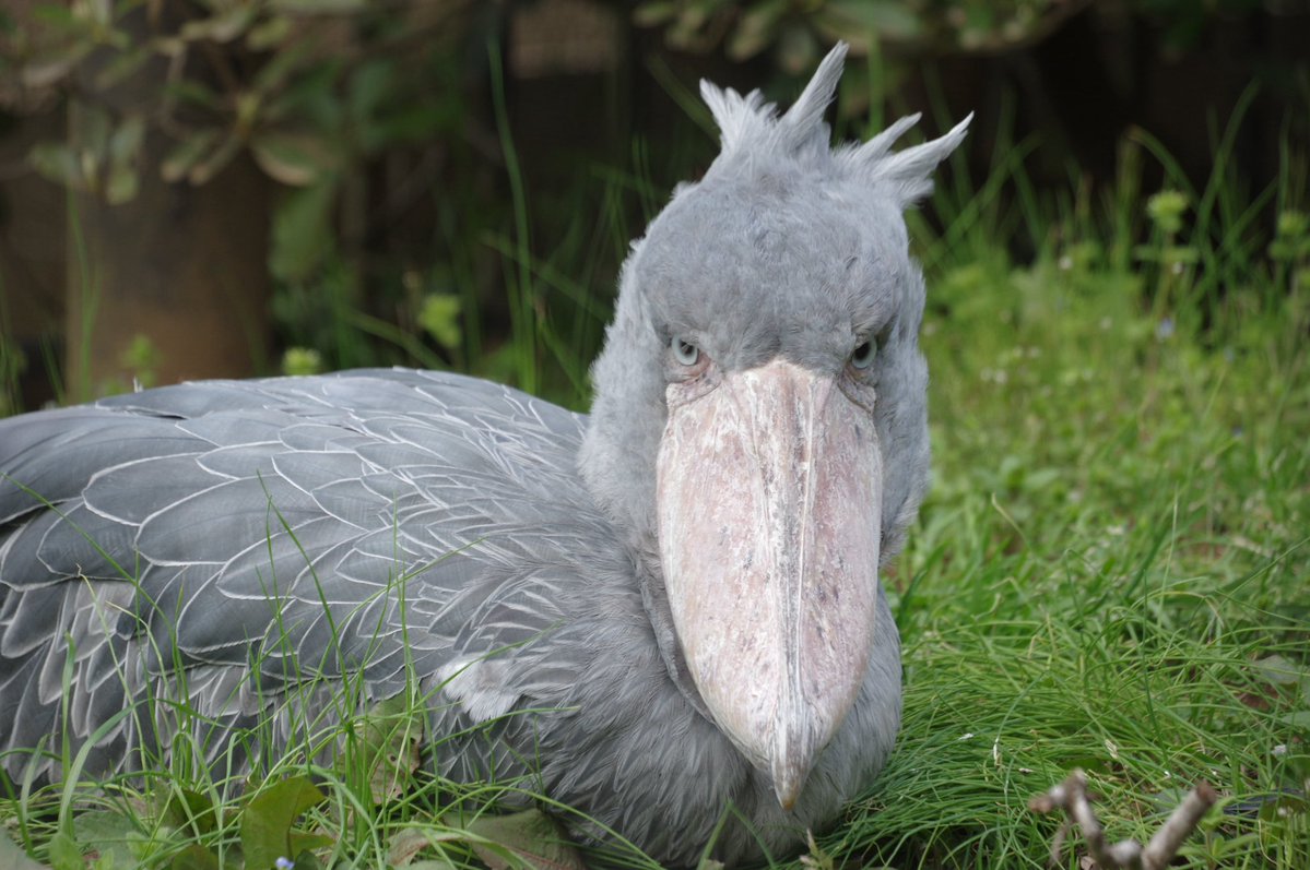 ZOOライダー tweet media