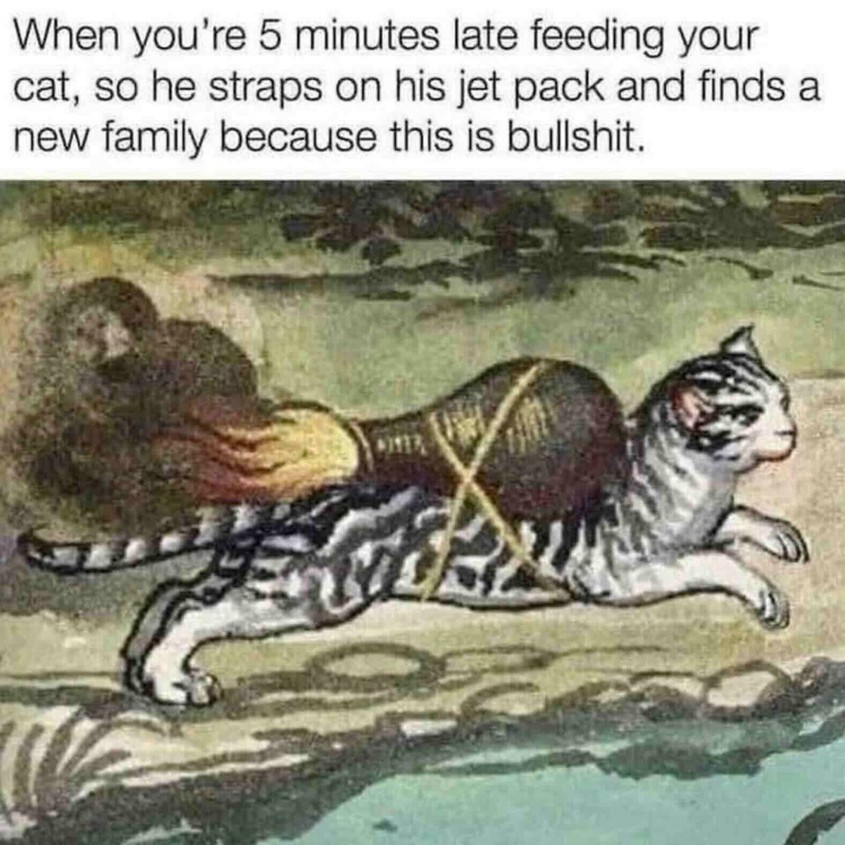 Cats and Kittens tweet media