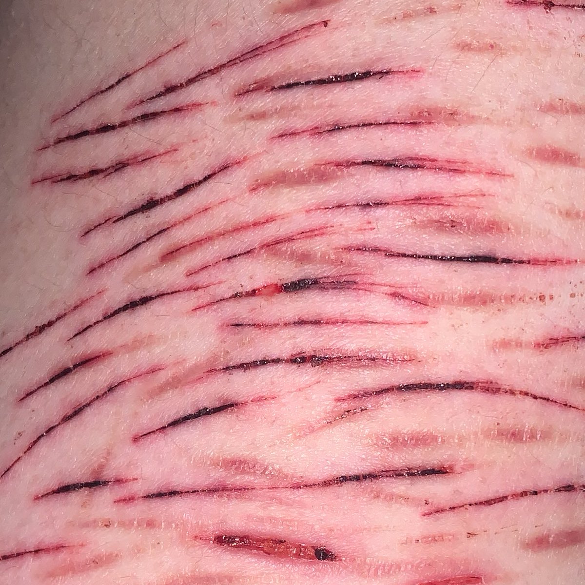 dewgong of shedtwt tweet media