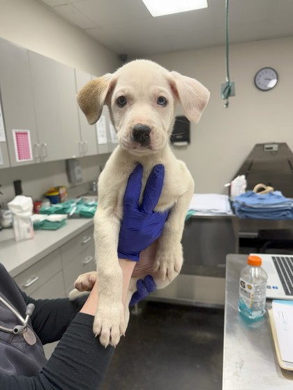 Memphis Humane Society tweet media