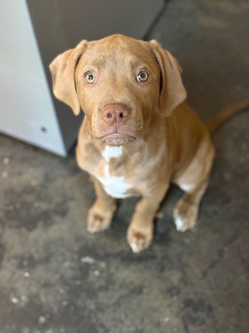 Memphis Humane Society tweet media