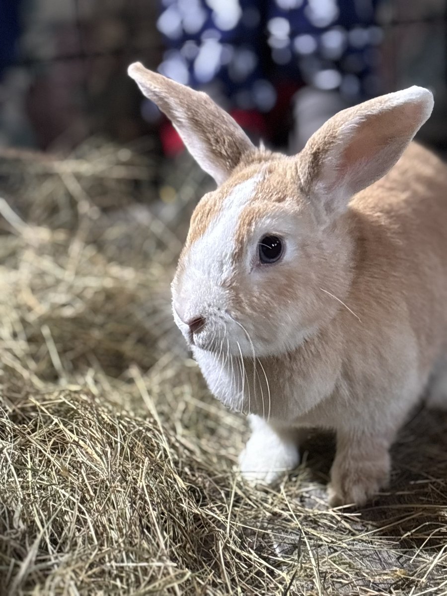 Carrot Cottage Rabbit Rescue tweet media