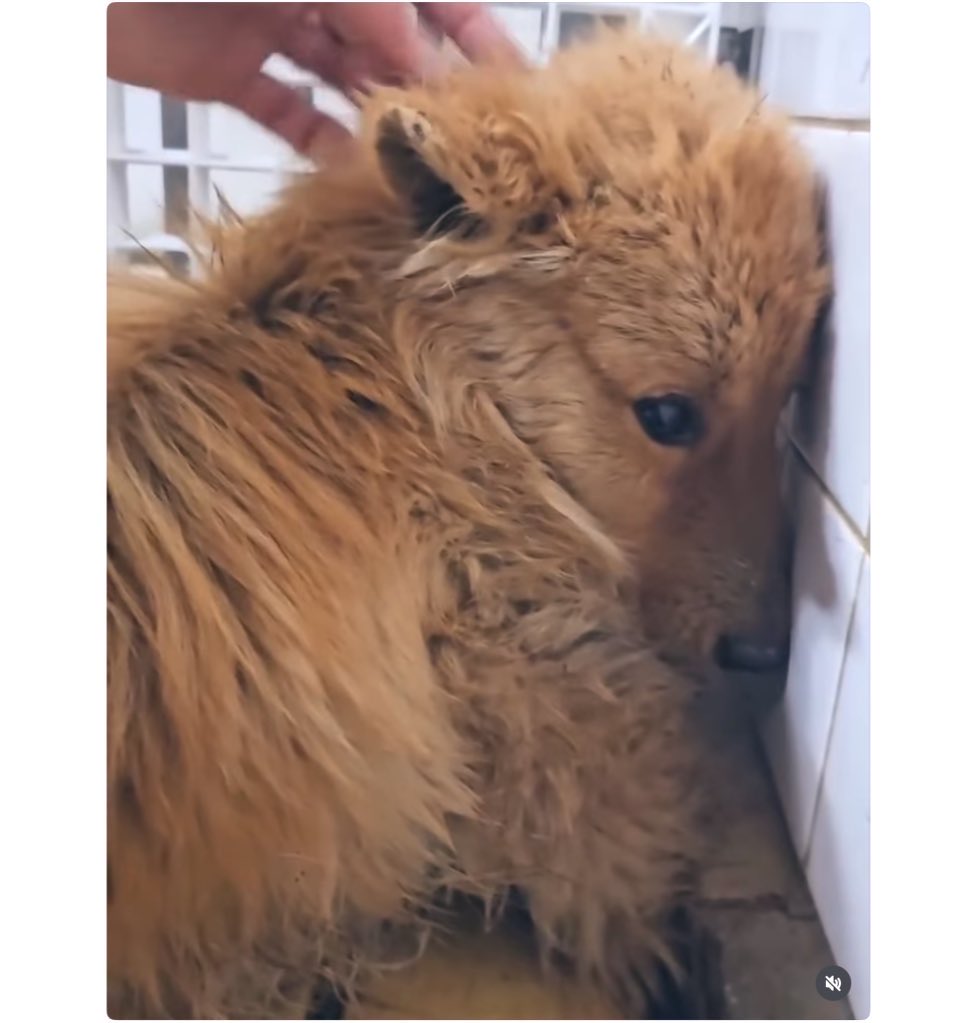 ヘタレ福祉職員@痛恨のヤメルヤメル詐欺 tweet media