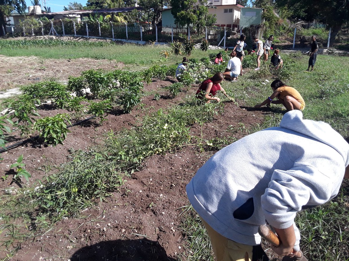 En saludo al aniversario 64 de la fundación de la #UJC educandos del IPVCE Antonio Maceo Grajales realizan jornada de trabajo en el huerto intensivo escolar.
<a href="/CubaMined/">MINED</a> 
<a href="/dpestgo/">DGE Santiago de Cuba</a> 
@SantiagodeCuba
