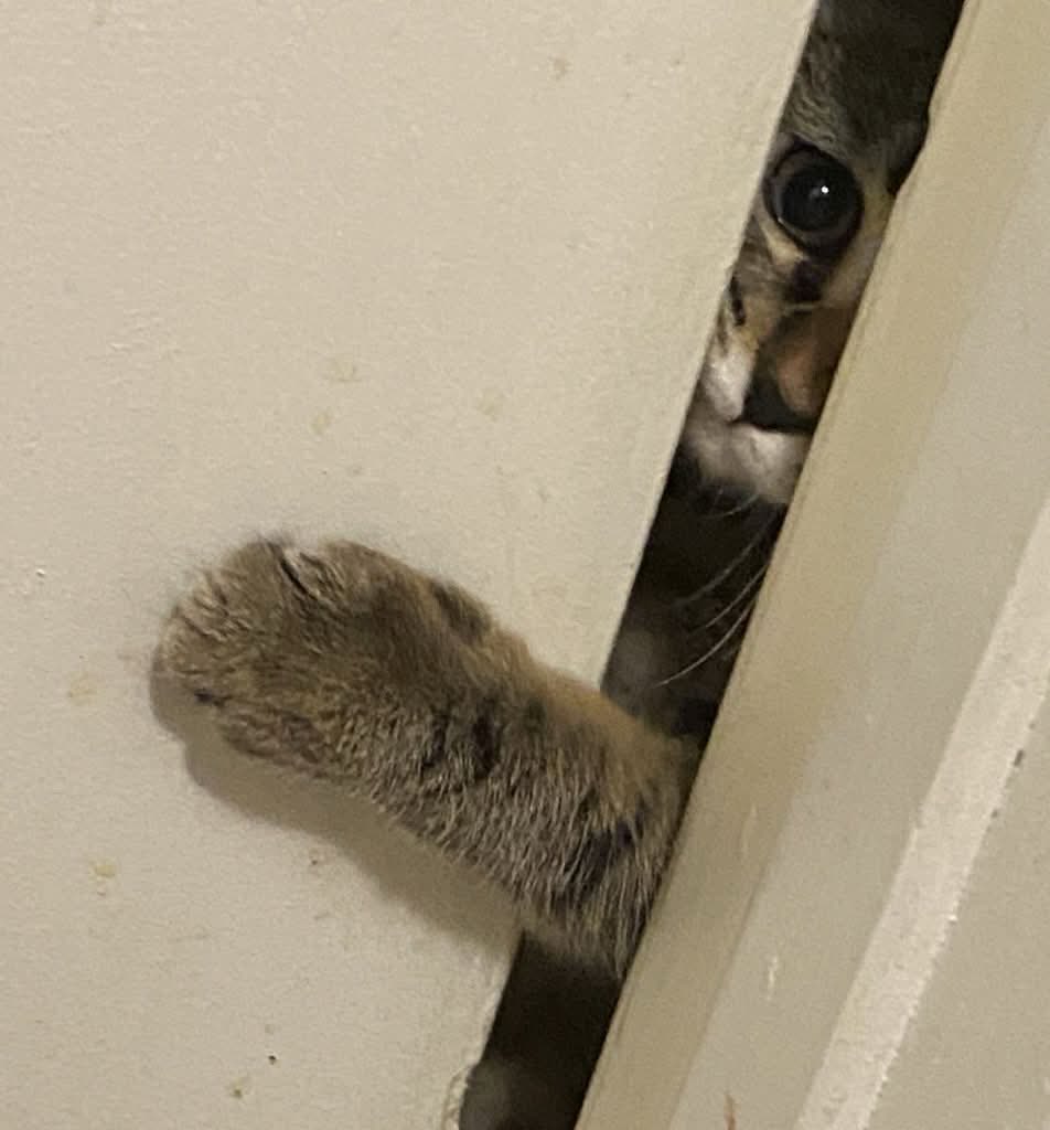 🇦🇷𝓜𝓪𝓻𝓲𝓪 𝓭𝓮 𝓵𝓸𝓼 𝓐𝓷𝓰𝓮𝓵𝓮𝓼🦁 tweet media