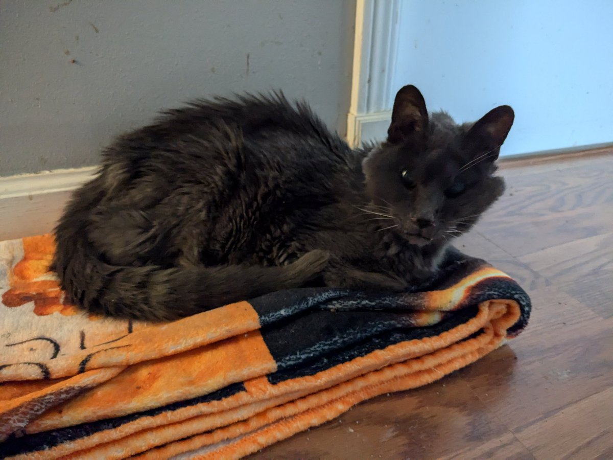 Nobody wants a Charlie-In-The-Box 🎁 tweet media