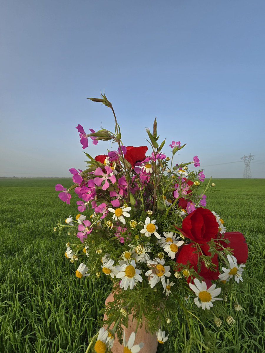 iraq_places's tweet photo. ازهار الربيع من نينوى 💐 https://t.co/xYAktZBnOz