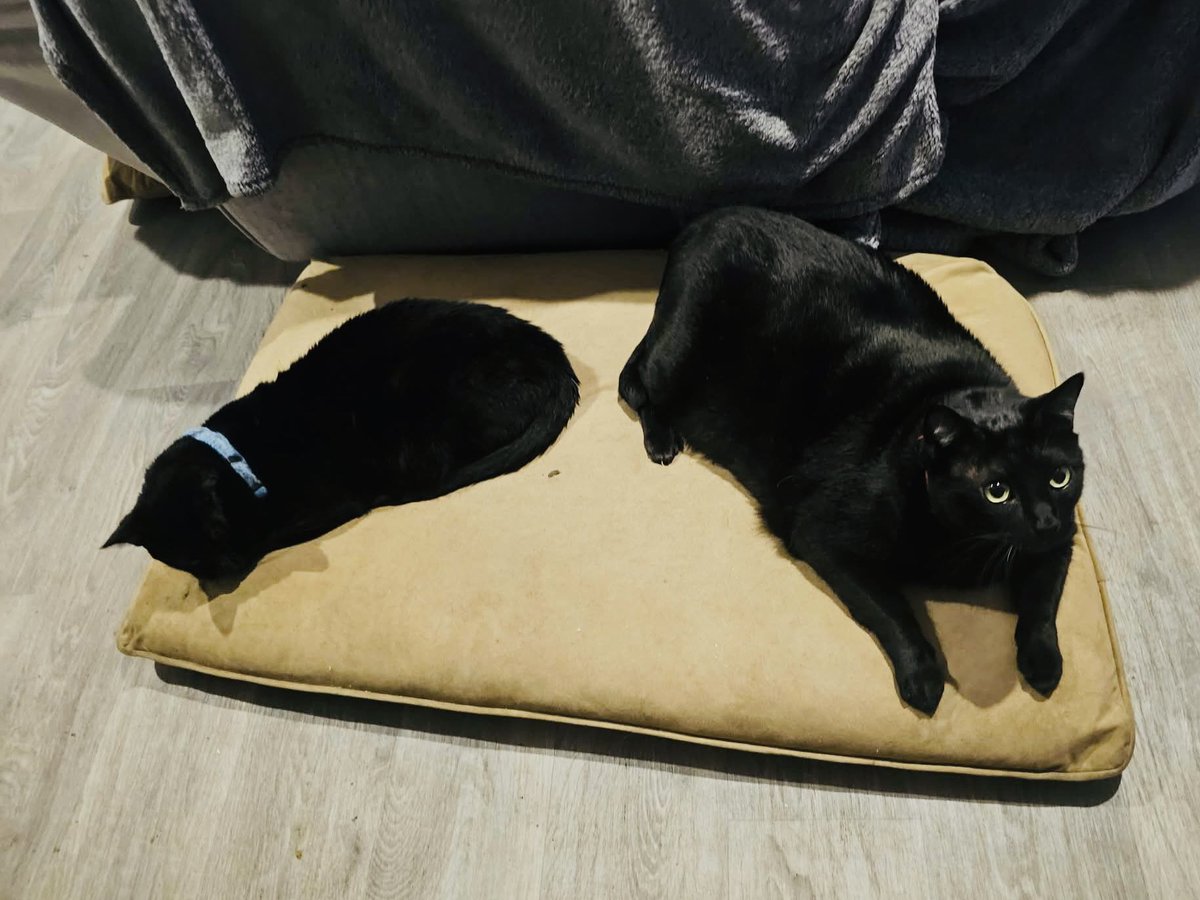 🇺🇸MEGO🇺🇸 tweet media