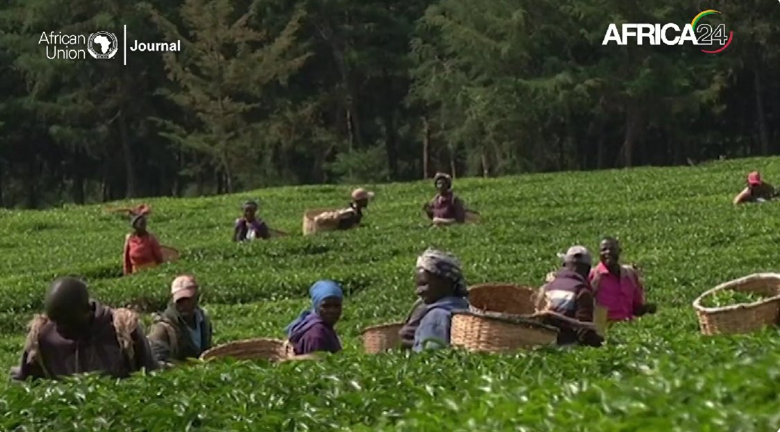AFRICA24TV's tweet image. L'#Afrique s'engage vers un commerce forestier plus durable avec le lancement de l'Initiative du Patrimoine #Zamba. Ce programme stratégique vise à concilier la protection de l'environnement et le développement socio-économique, en mobilisant jusqu'à 400 millions USD sur dix ans