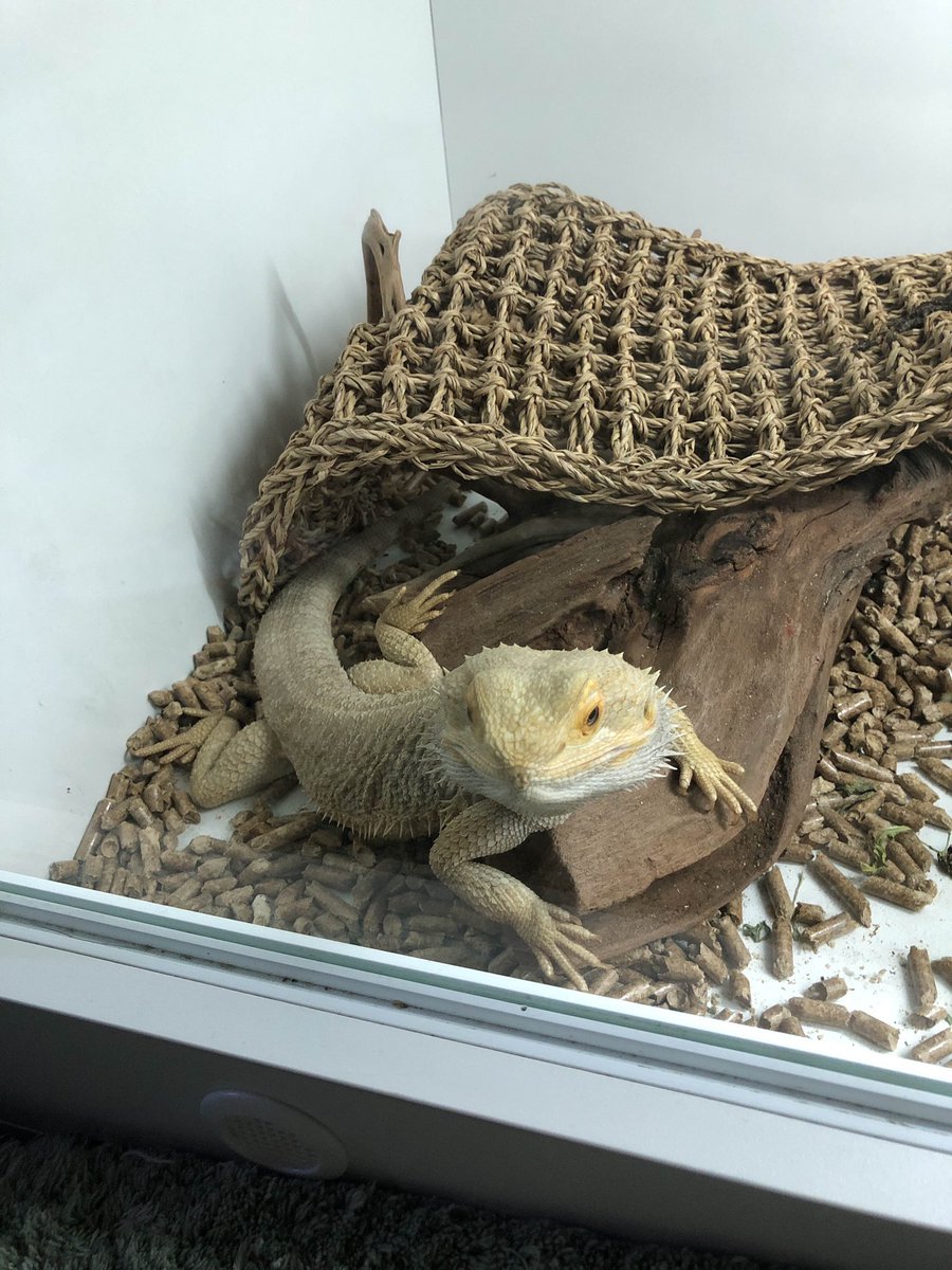 Charlie ☀🪻 | #1 Lester Papadopoulos fan tweet media