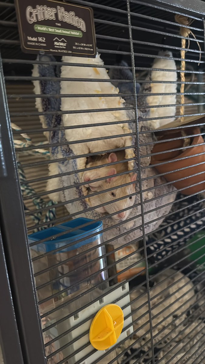 PhysisRizz tweet media