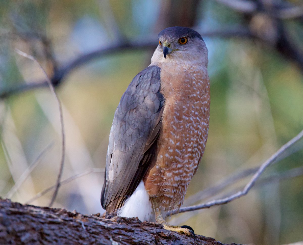 techboone's tweet photo. Cooper's Hawk https://t.co/PAjFxPFdP5
