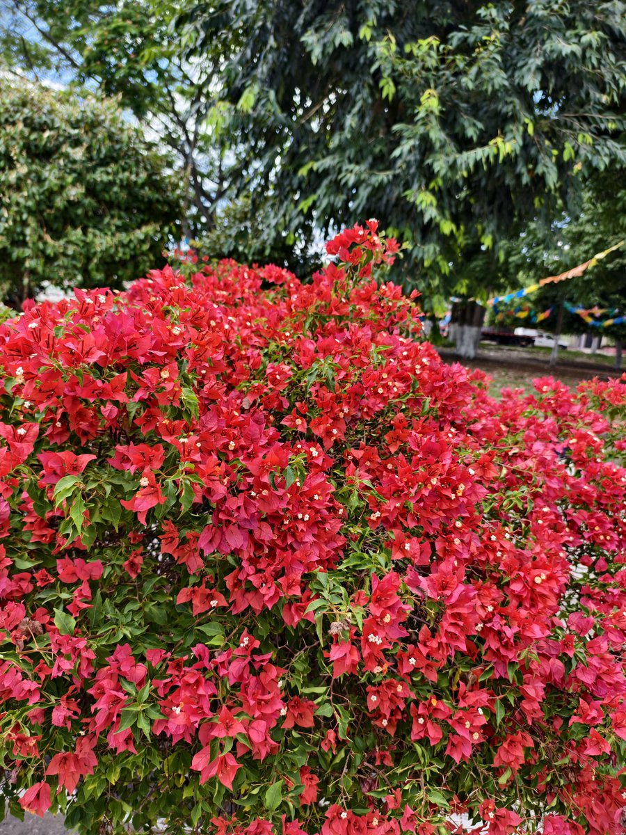 César Olse tweet media