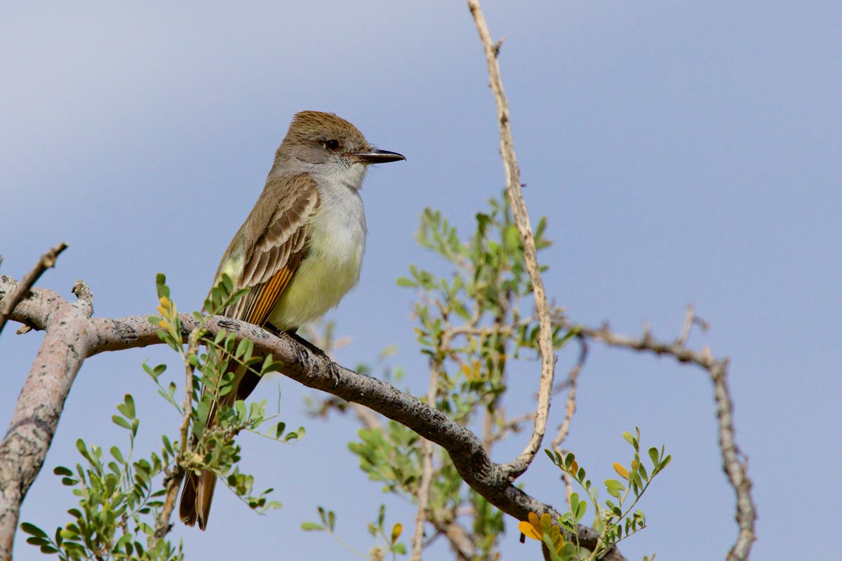 techboone's tweet photo. Ash-throated Flycatcher https://t.co/K4YS9MNiNx