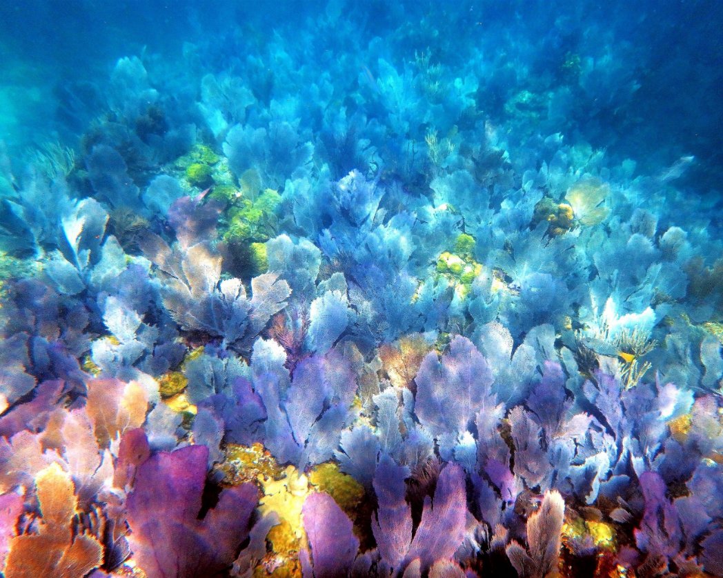 Based Liz tweet media