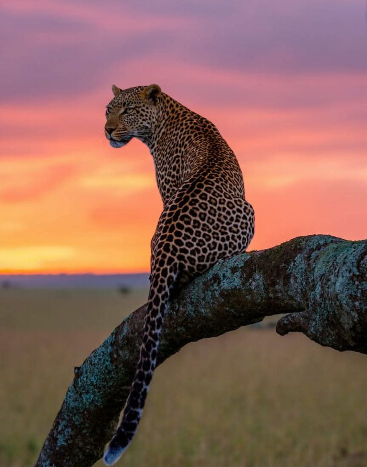 Maasai Mara, Kenya 🇰🇪