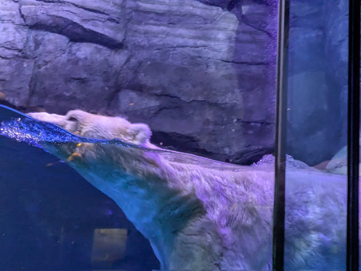 🐬ウェナっ娘・ホタルン🐬 tweet media