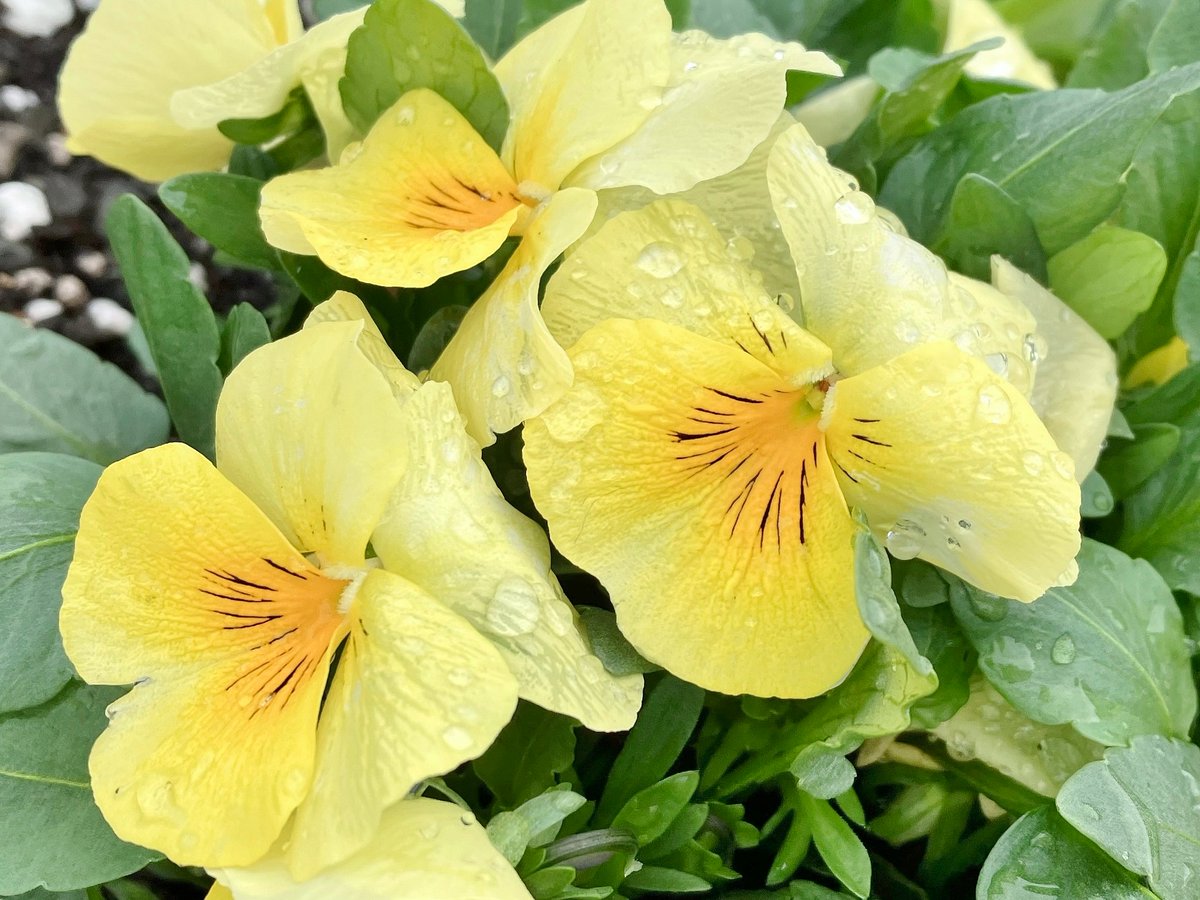 ぴーさん☆ tweet media