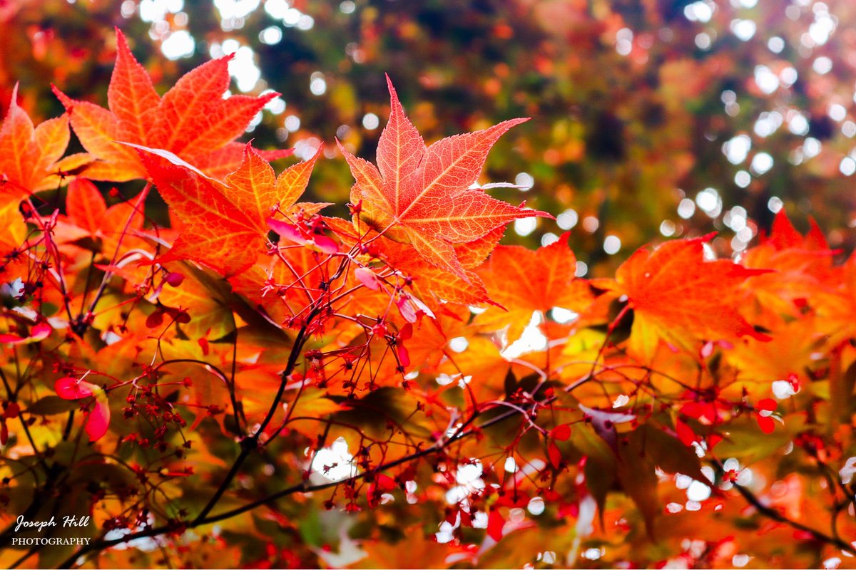 JosephHill3794's tweet photo. Japanese Maple🍁 
Photo By: Joseph Hill🙂📸🍁

#JapaneseMaple🍁 #mapletree #tree #leaves #nature #closeup #beautiful #colorful #peaceful #Naturephotography #SouthernPinesNC #April https://t.co/furgDyRQId