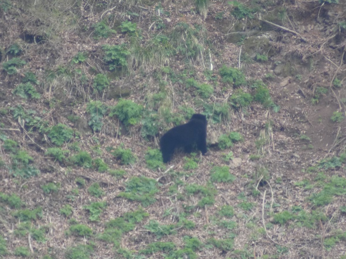 スーさん tweet media