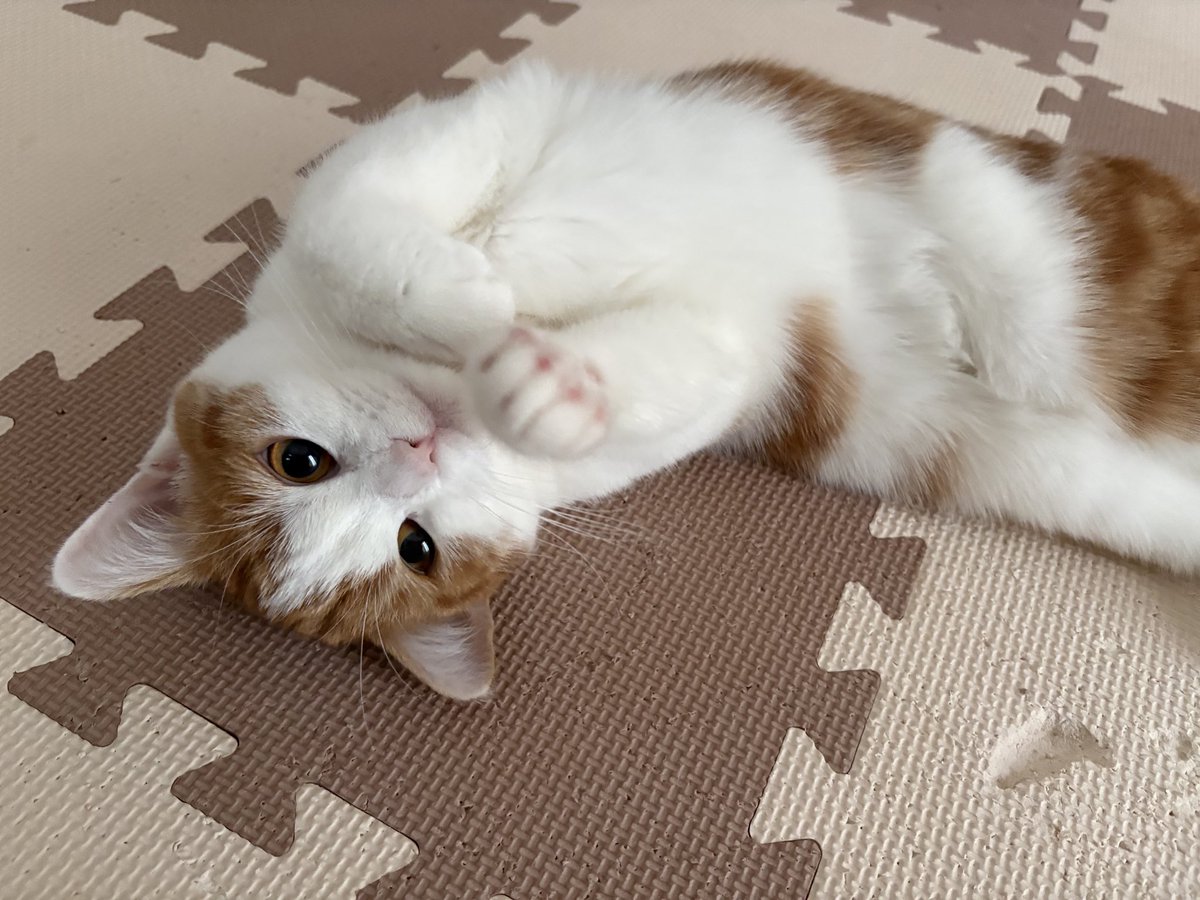 ふらんふらん🜸 マンドラ🜸 tweet media