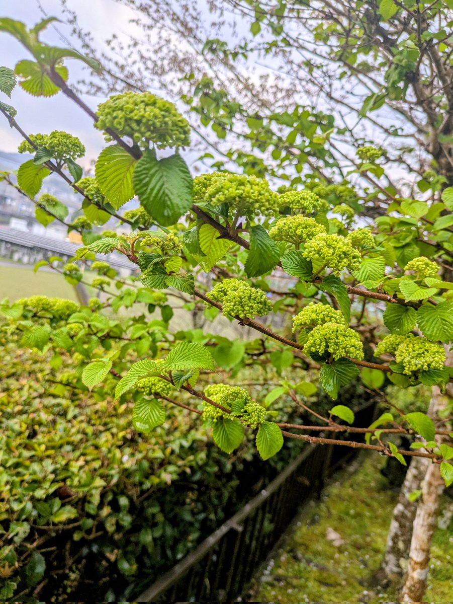 ぶらっぴぃ tweet media