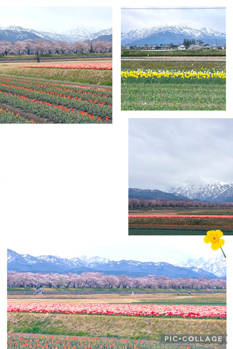 アップルミント tweet media