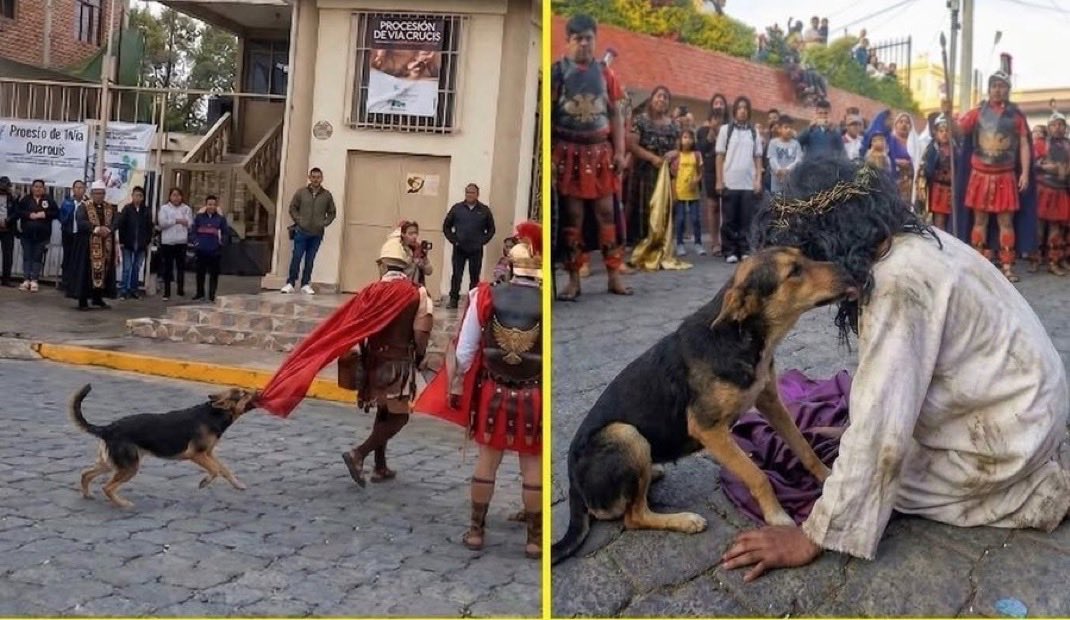 Pajarito Times 𝕏 tweet media