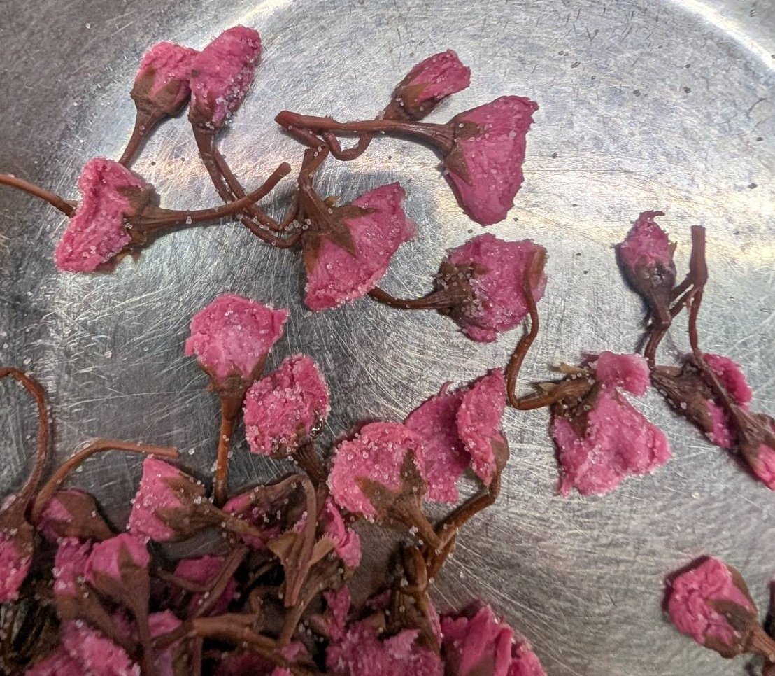 💚京まかろん💚 tweet media