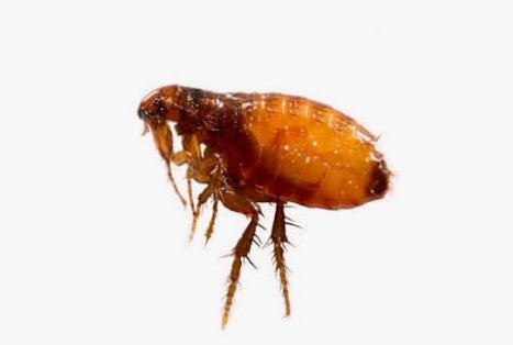 ש.ברדלס tweet media