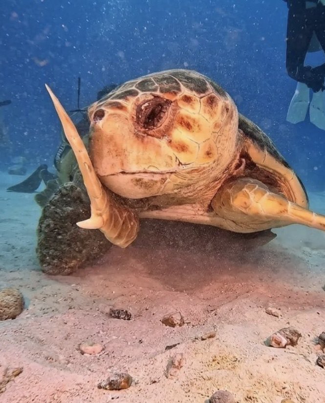 adorable1idiots's tweet image. Underwater influencer mode: activated 🐢📸  
This sea turtle saw the camera and decided to serve main character energy.  
We love this chaotic flipper queen. 😭❤️

#SeaTurtle #UglyCute #CuteAggression #AdorableIdiots