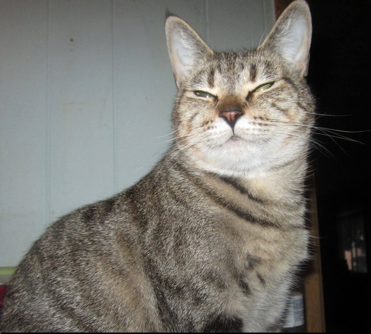 MPCOLrescue's tweet photo. It is with extremely heavy hearts that we share our sweet Toni has gone to Rainbow Bridge. 😭🌈 We were really hoping that she was going to pull through this. 😞💔 Rest in peace sweet girl. You will always be in our hearts. 💝 https://t.co/FLOTiRZVq2
