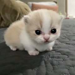 Silly little cats tweet media