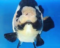 Aolynn 🩵🐕🦺 Twitch Partner tweet media