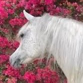 ڣـﮪد ا̍ڷگڷٽمۭـﮯ🇸🇦 tweet media