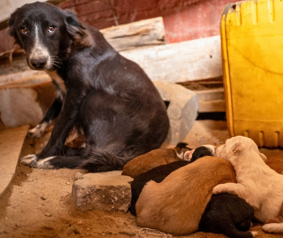 Network For Animals 🐾 tweet media