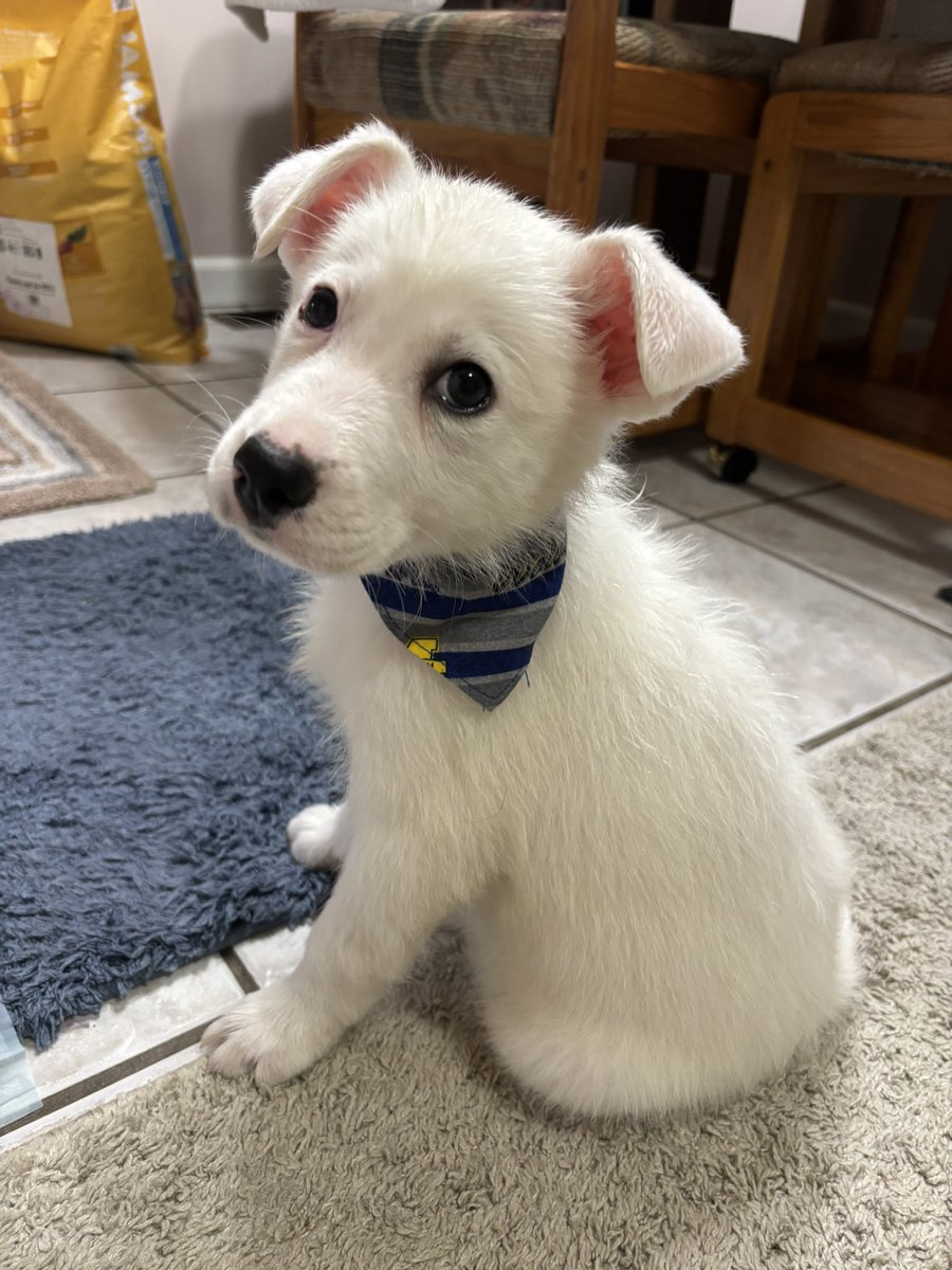 𝚊𝚖𝚋𝚎𝚛 tweet media