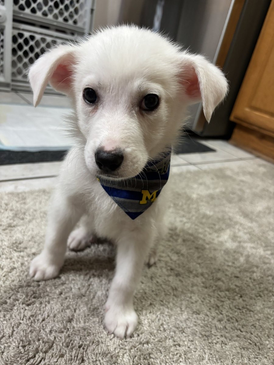 𝚊𝚖𝚋𝚎𝚛 tweet media