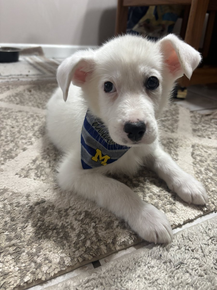 𝚊𝚖𝚋𝚎𝚛 tweet media