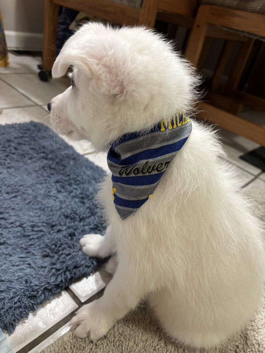 𝚊𝚖𝚋𝚎𝚛 tweet media