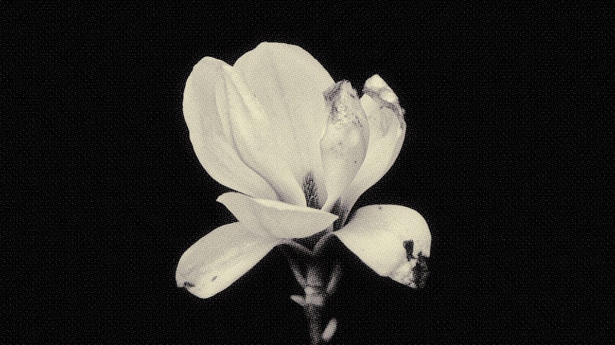 *ᅠᅠ 𝗆𝗈𝗈𝗇 𝗀𝗂𝗋𝗅, 𝓓arcy tweet media