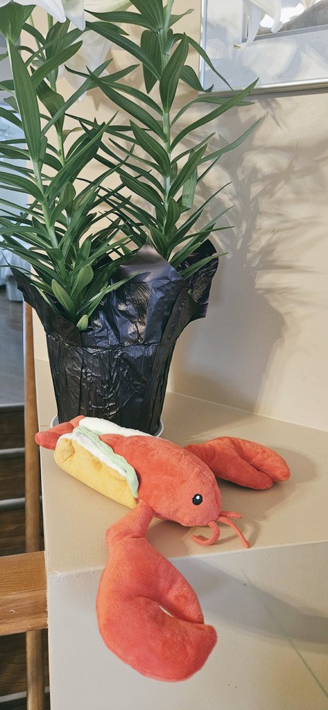 CanadianBlackBear🇨🇦 (CanadianPenny🌈) tweet media