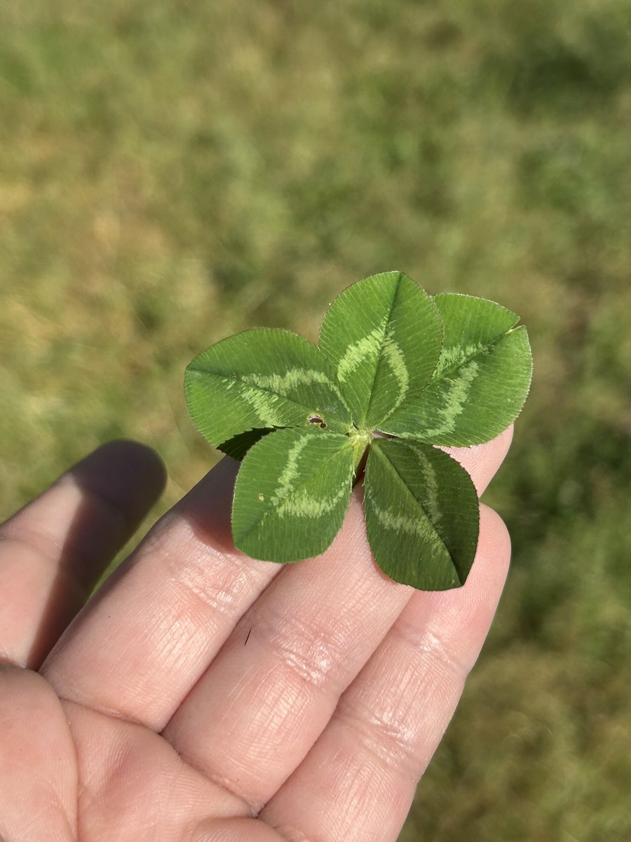 Marina 🍀✨🫶 tweet media